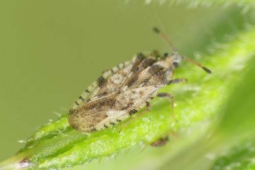 Réf. 283 620 : Tingis sp.